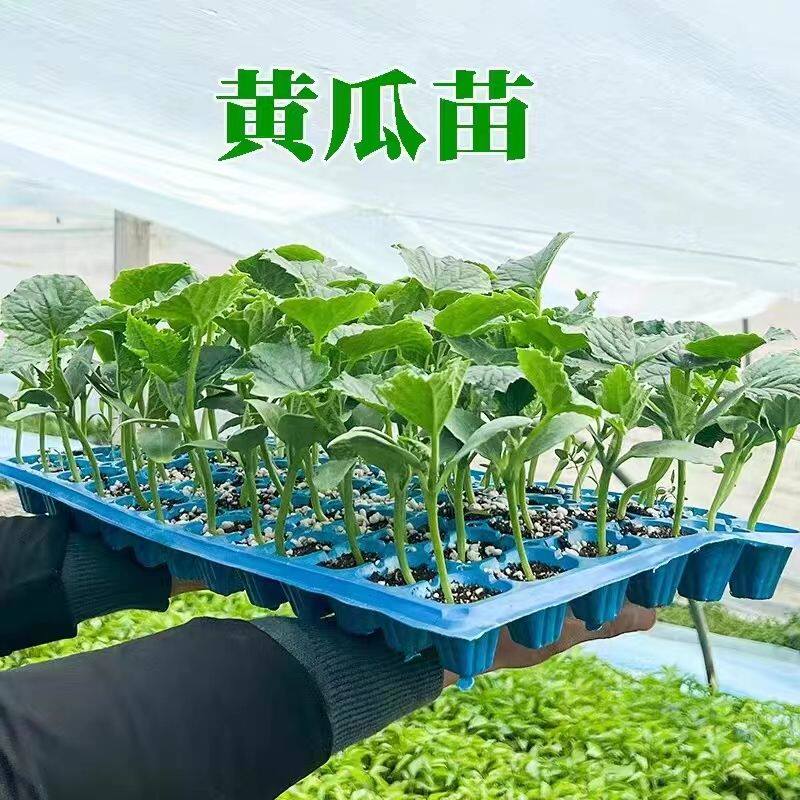 黄瓜西瓜丝瓜四季豆长豇豆黄秋葵红秋葵冬瓜南瓜瓢瓜苦瓜香瓜秧苗