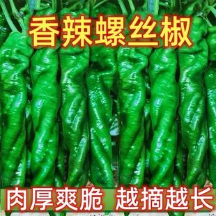 螺丝椒种子苗超辣香辣螺丝尖椒春播四季盆栽辣椒蔬菜种苗高产早熟