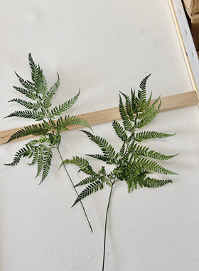 佐薇深绿色高山羊齿永生花保鲜叶片DIY花材玻璃罩花束ins押花书签