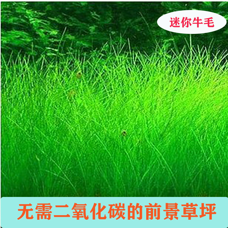 水草族箱鱼缸造景植物前景真迷你牛毛毡草原草皮牛毛草阴性易活坪