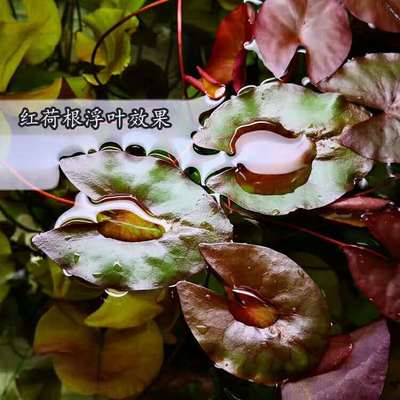 淡水阴性鱼缸活体造景红二氧化碳