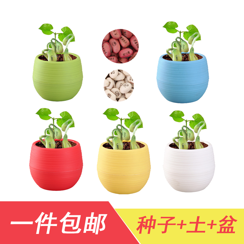 植物魔豆价格 植物魔豆图片 星期三