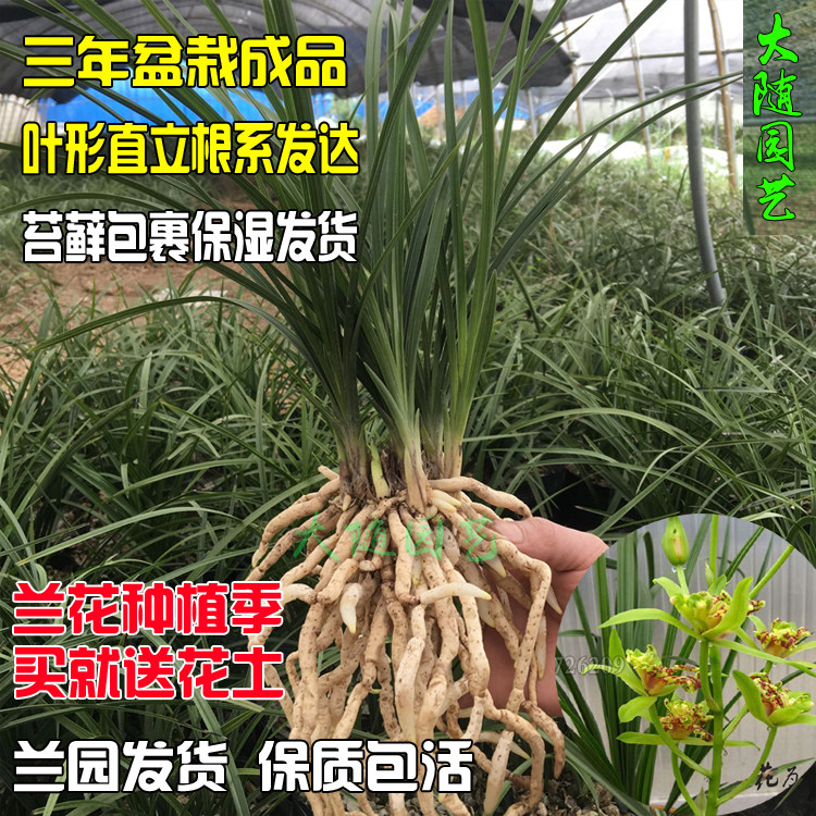 带花苞特香春兰熟草绿植四季兰草