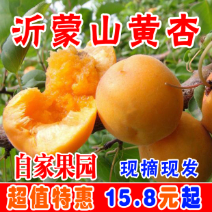 金太阳凯特黄杏杏子酸甜孕妇新鲜水果红杏贵妃杏非金太阳珍珠油杏