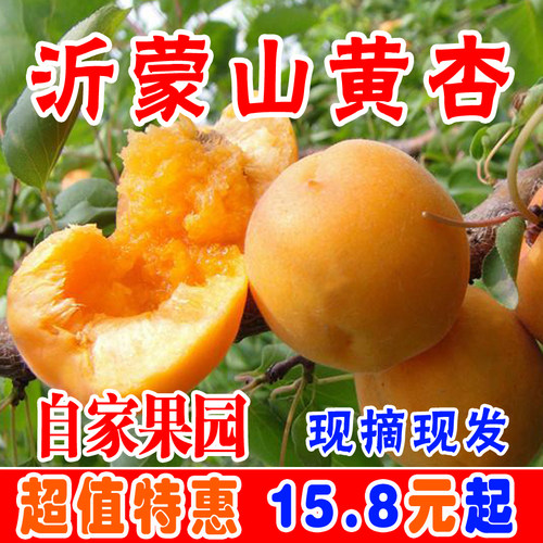 金太阳凯特黄杏杏子酸甜孕妇新鲜水果红杏贵妃杏非金太阳珍珠油杏