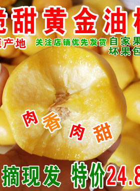 现摘现发山东蒙阴蜜桃黄金油桃
