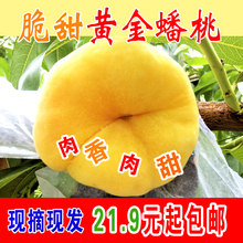 黄金蟠桃黄蟠桃新鲜水果现摘现发桃子蒙阴水蜜桃黄毛桃5斤包邮