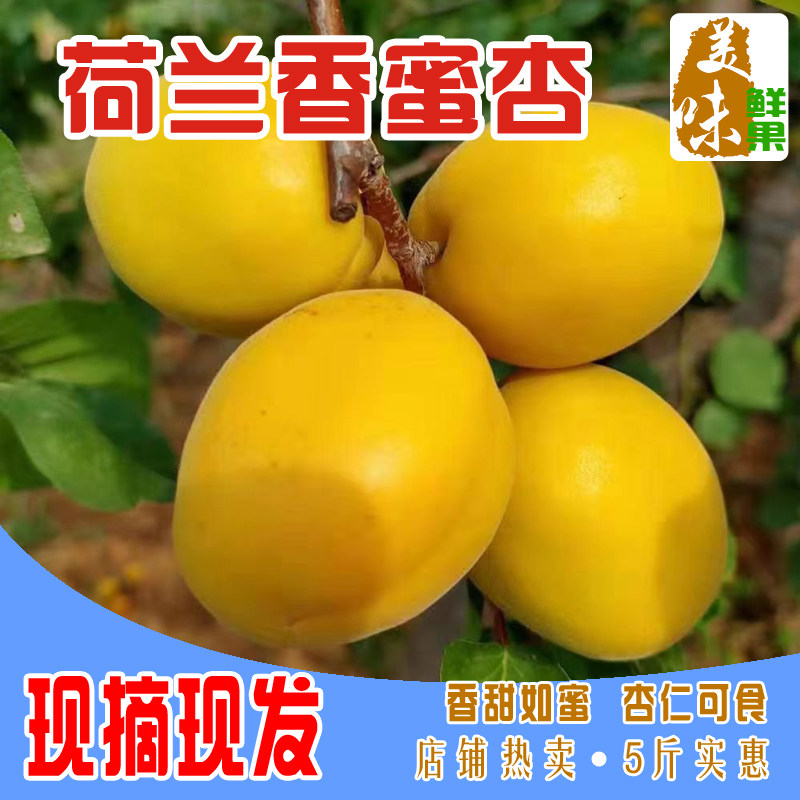 荷兰香蜜孕妇水果5斤包邮