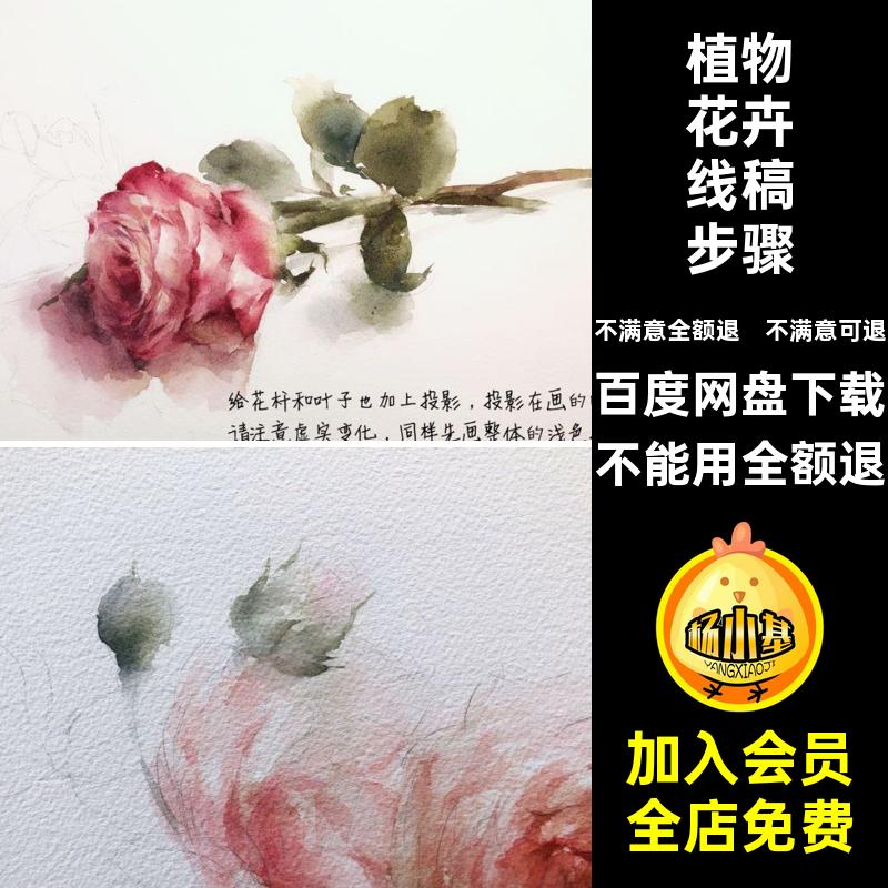 植物花卉线稿步骤图彩淡绘画素材插画教程临摹手绘电子版美术小