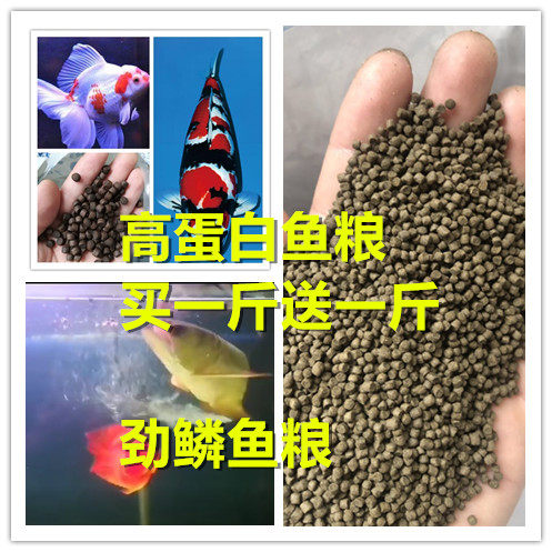 锦鲤兰寿泰狮高蛋白粮劲鳞青岛