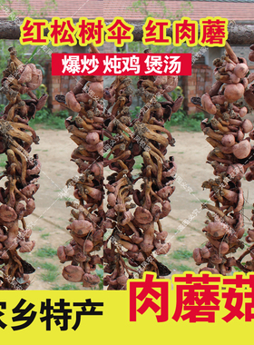 肉蘑干承德肉蘑菇干货红松树伞红肉蘑菇食用菌干新货无干燥剂包邮