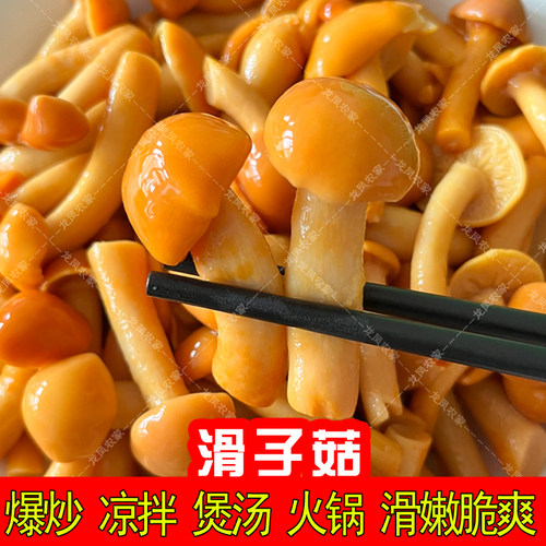 滑子菇火锅爆炒煲汤滑嫩脆