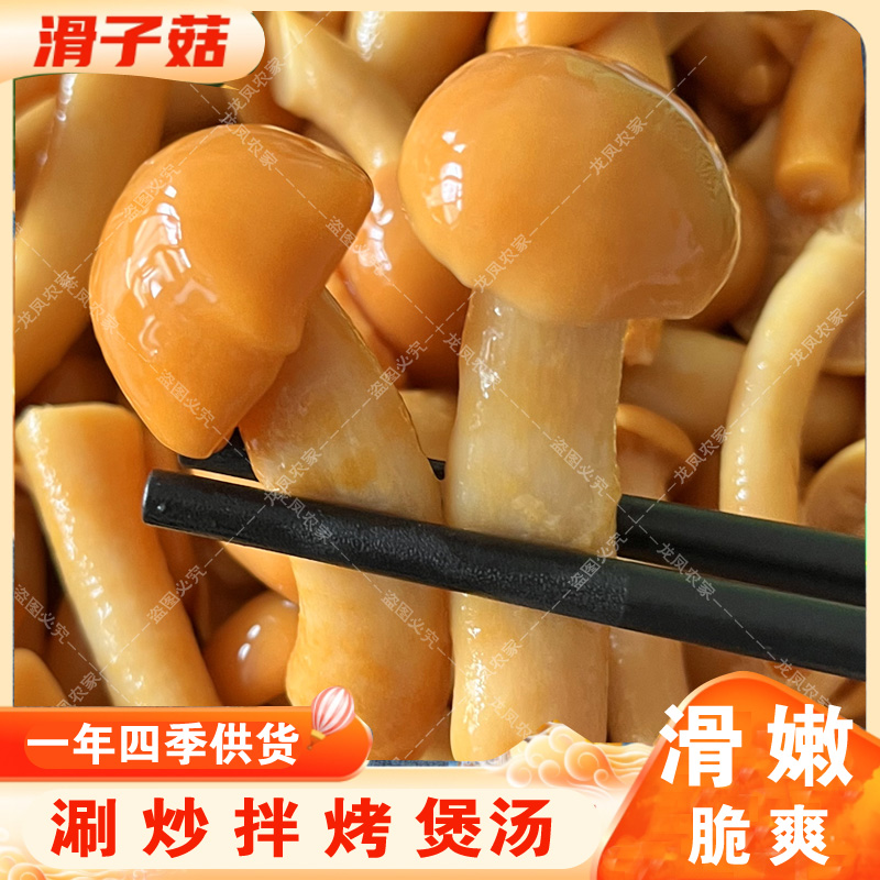 滑子菇 滑菇 滑子蘑 小黄蘑 袋装桶装商用家用滑菇滑子蘑滑嫩脆爽