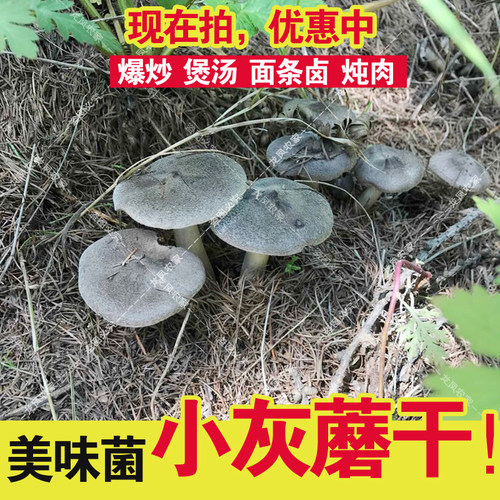 小灰蘑 承德小灰蘑 棕灰口蘑非新鲜小灰蘑菇 灰草蘑食用菌干货