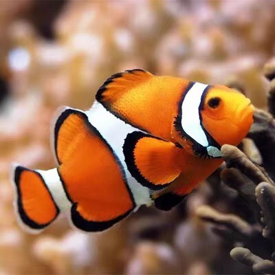 人工繁殖海水小丑鱼活体好养