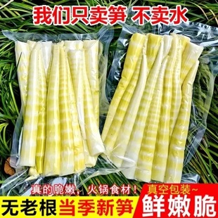 竹笋新鲜嫩笋尖野生清水小竹笋火锅麻辣烫笋串串笋罗汉笋原味春笋
