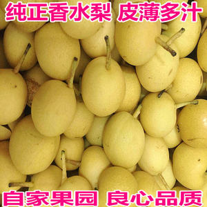 香水梨东北小香水梨酸甜可口新鲜水果 5斤装比南果梨更多汁酸甜
