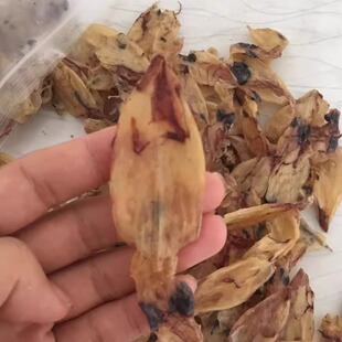 半斤装淡晒无盐小鱿鱼干福建特产小鱿鱼卷 鱿鱼干包邮海鲜干鱿鱼