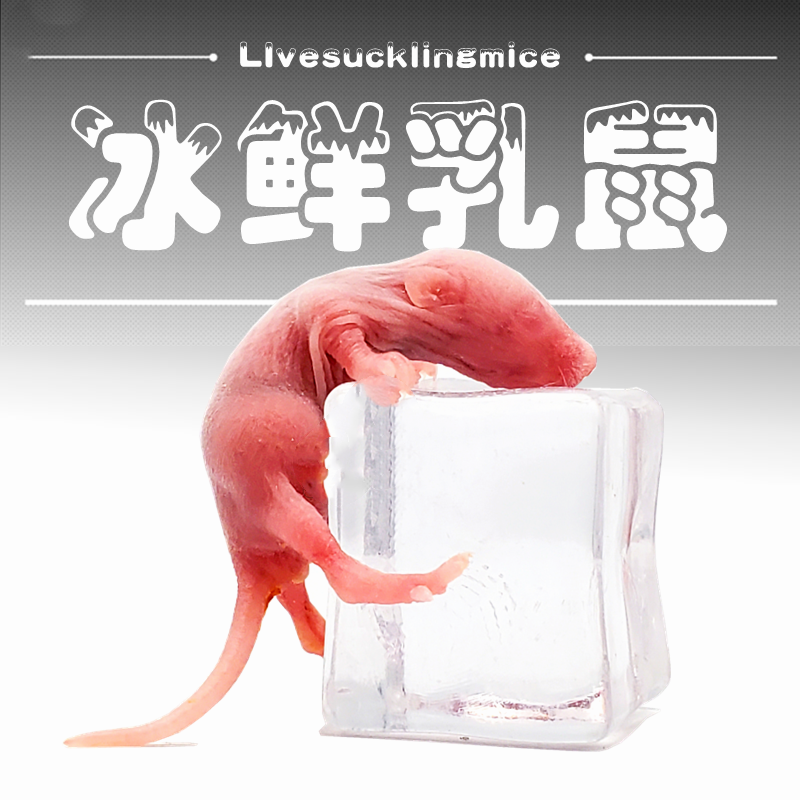 急冻鲜活小白乳鼠冷冻鼠爬宠物蛇苗猫狗龟蜥蜴角蛙营养饲料喂食,宠物/宠物食品及用品,爬虫/鸣虫食物,淘宝优惠券,粉丝福利购,淘宝优惠卷