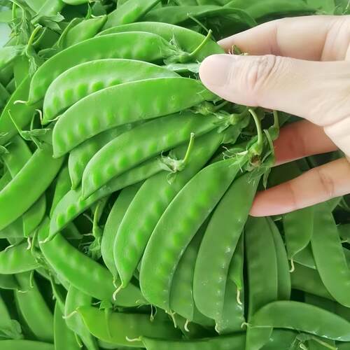 T48荷兰豆种子阳台盆栽四季播种有机种植 家庭蔬菜种子