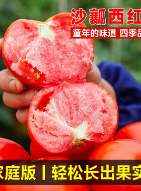 大西红柿种子樱桃小番茄种子籽圣女果阳台盆栽农家小菜园有机蔬菜