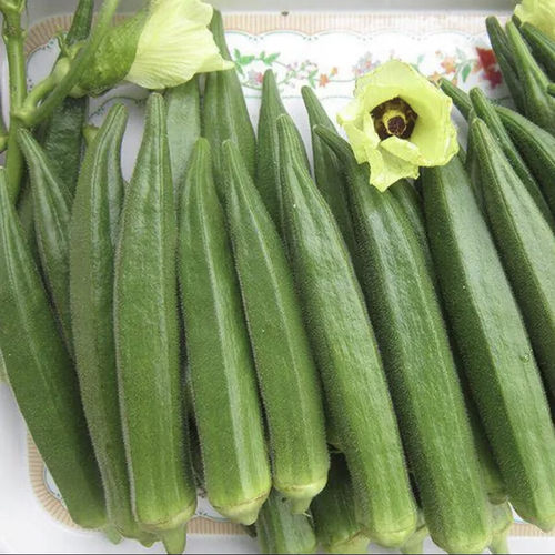 T57黄秋葵种子 家庭蔬菜种子 阳台盆栽地栽四季播种