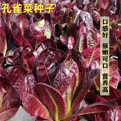T122紫孔雀菜种子欧美沙拉生菜种籽四季种植高钙营养养颜蔬菜种子