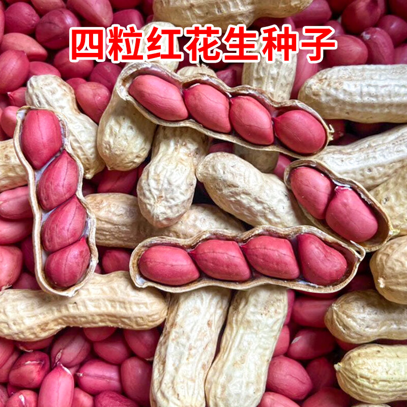 四粒红花生种子高产薄壳红皮花生米种孑大粒鲁花8号白沙国审品种图片