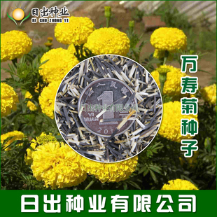 万寿菊花种子大花万寿菊种籽  黄色 橘红色 公园别墅家庭花卉种子