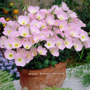 美丽月见草种子 夜来香种籽 粉花多年宿根花卉盆栽花卉低矮耐寒