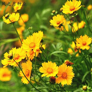 大花金鸡菊种子 多年生宿根纯黄色菊花种籽 四季播种耐旱耐热花海