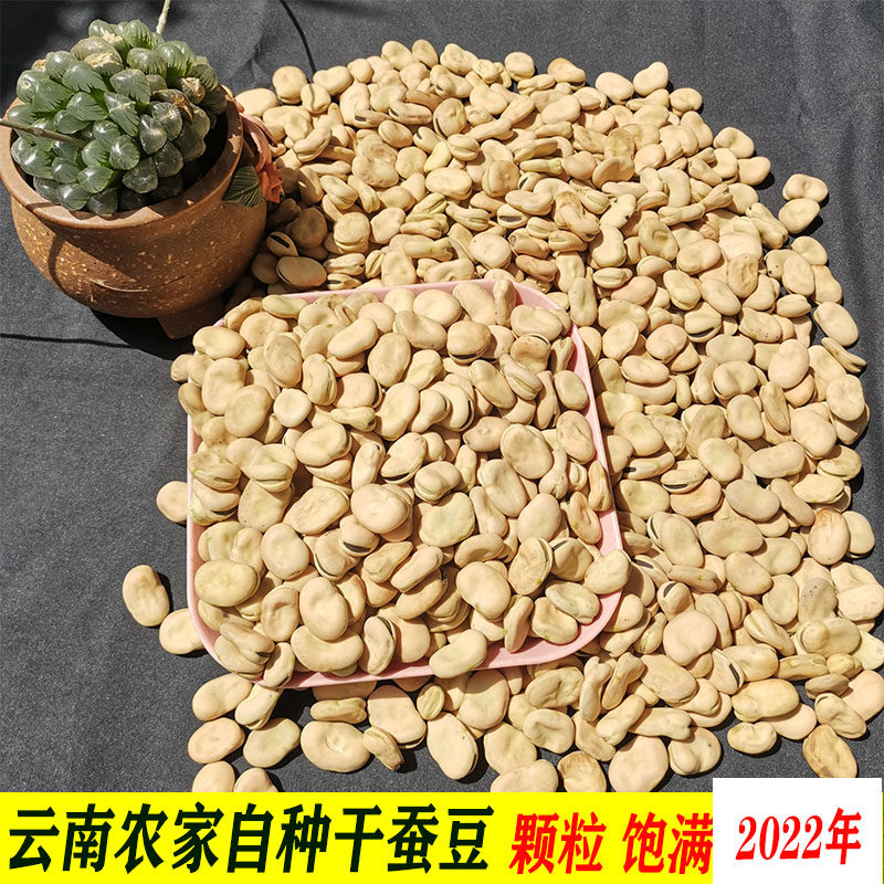 云南蚕豆干货2025年新鲜