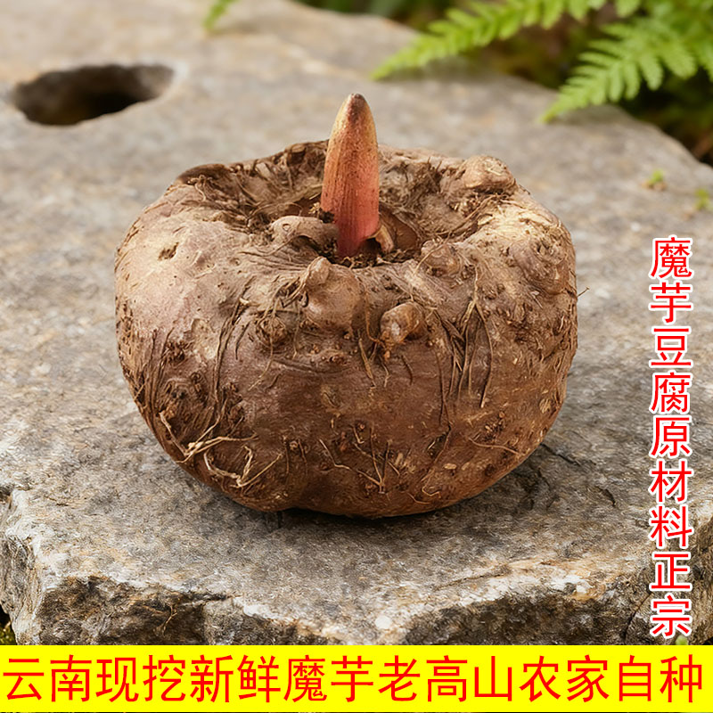 云南高山魔芋头新鲜现挖
