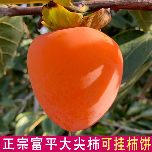 正宗富平大尖柿现摘应季新鲜水果