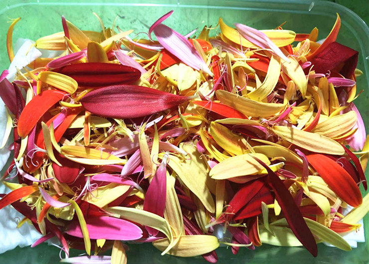 新鲜摆盘装饰花 金盏菊 金盏丝  任意6件包邮顺丰