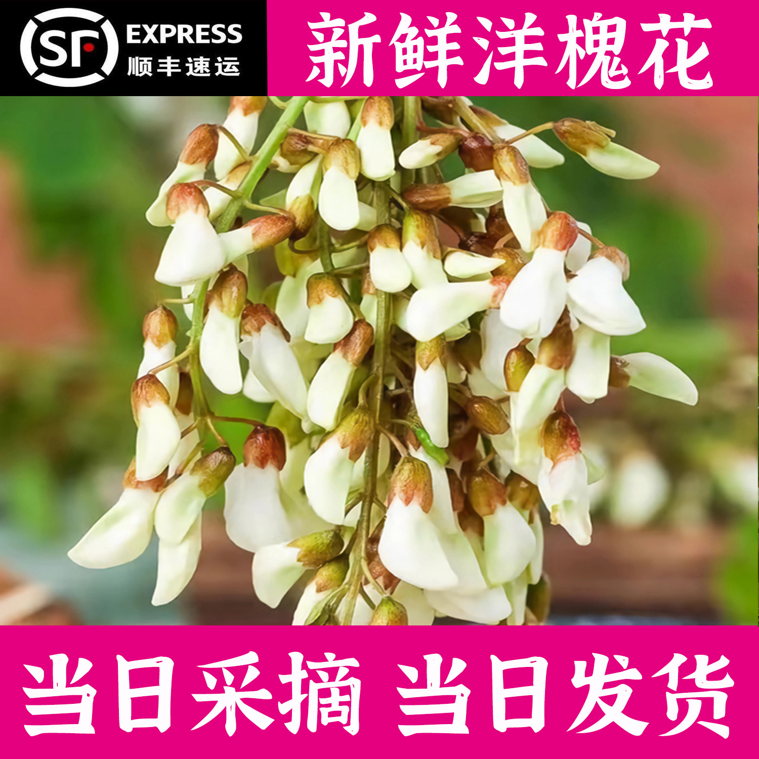 顺丰】槐花新鲜河南2026年新鲜洋槐花现摘杨槐花骨朵当季野菜蒸菜