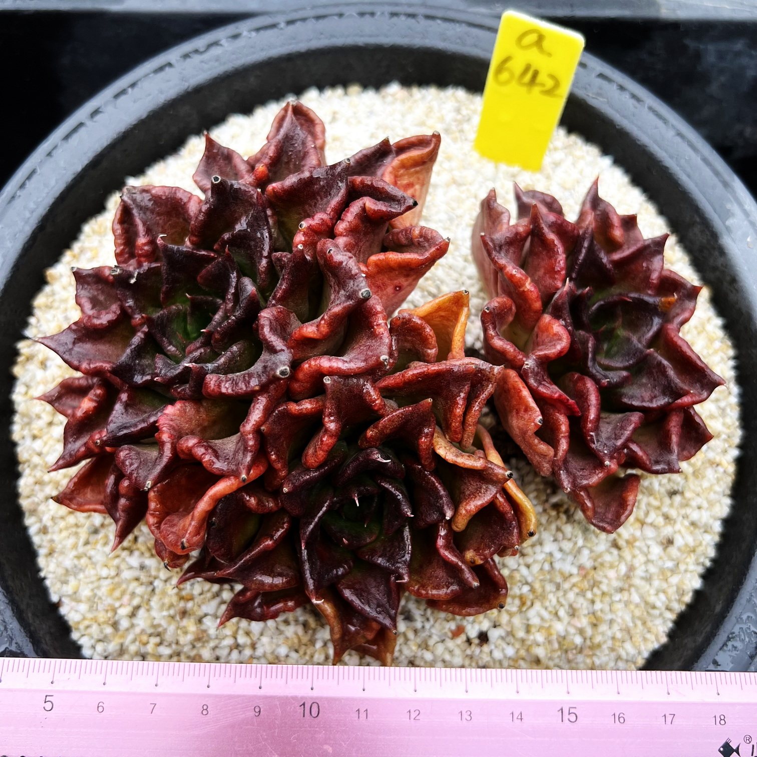 黑饺子皮  15cm盆多肉植物肉肉盆栽新手耐旱  砍头群 一物一拍