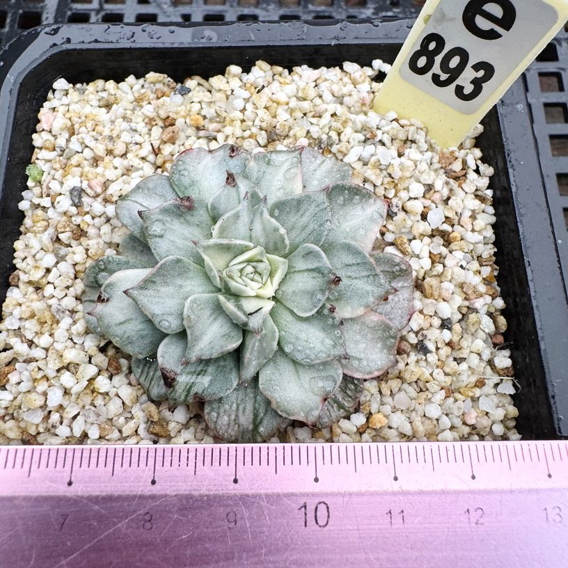 稀有锦类合集  变异多肉植物盆栽肉肉盆栽绿植花卉一物一拍覆轮锦