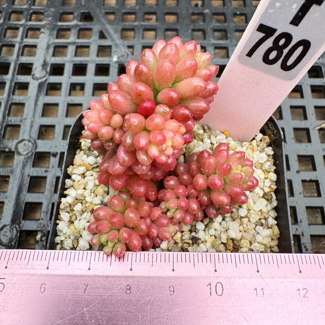 红色浆果锦 自然整群 带锦变异 小型种多肉植物肉肉盆栽 一物一拍