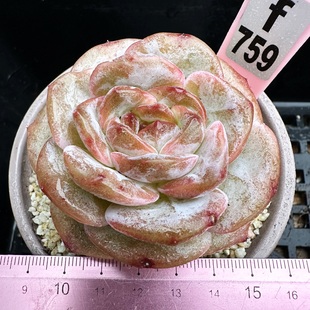 冰晶玫瑰 糖心多肉 圆叶肉肉多肉植物盆栽 一物一拍 9cm盆