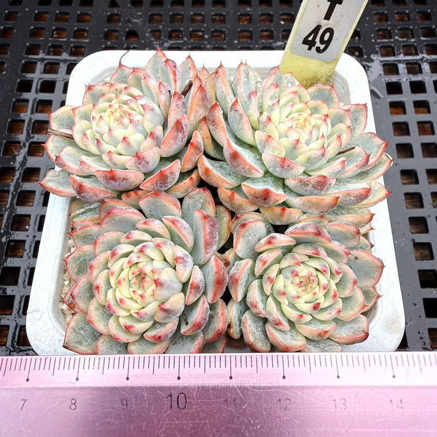姬莲锦 老桩群  砍头群 肉肉多肉植物小盆栽绿植新手  一物一拍！