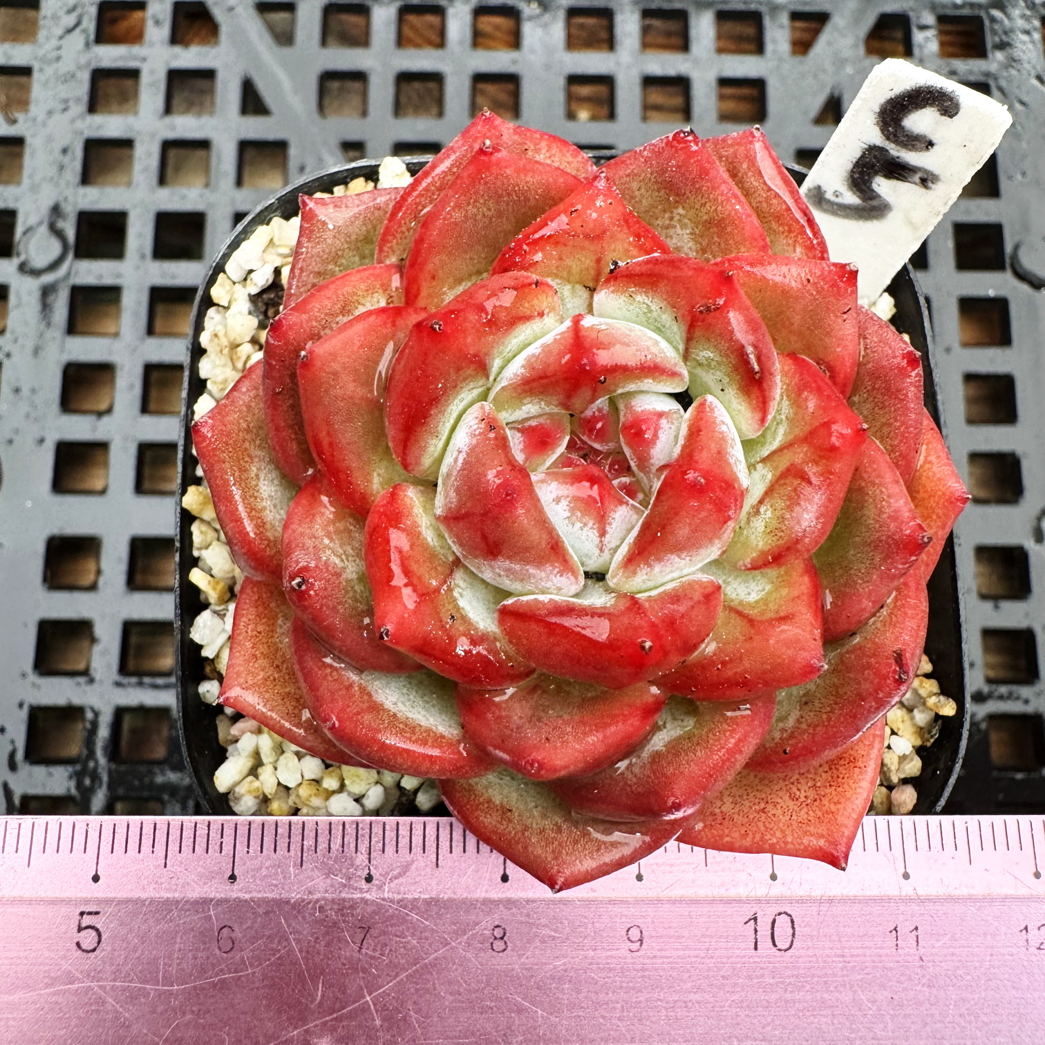 相思 钻石暗纹 全状态 精控多肉植物盆栽肉肉一物一拍