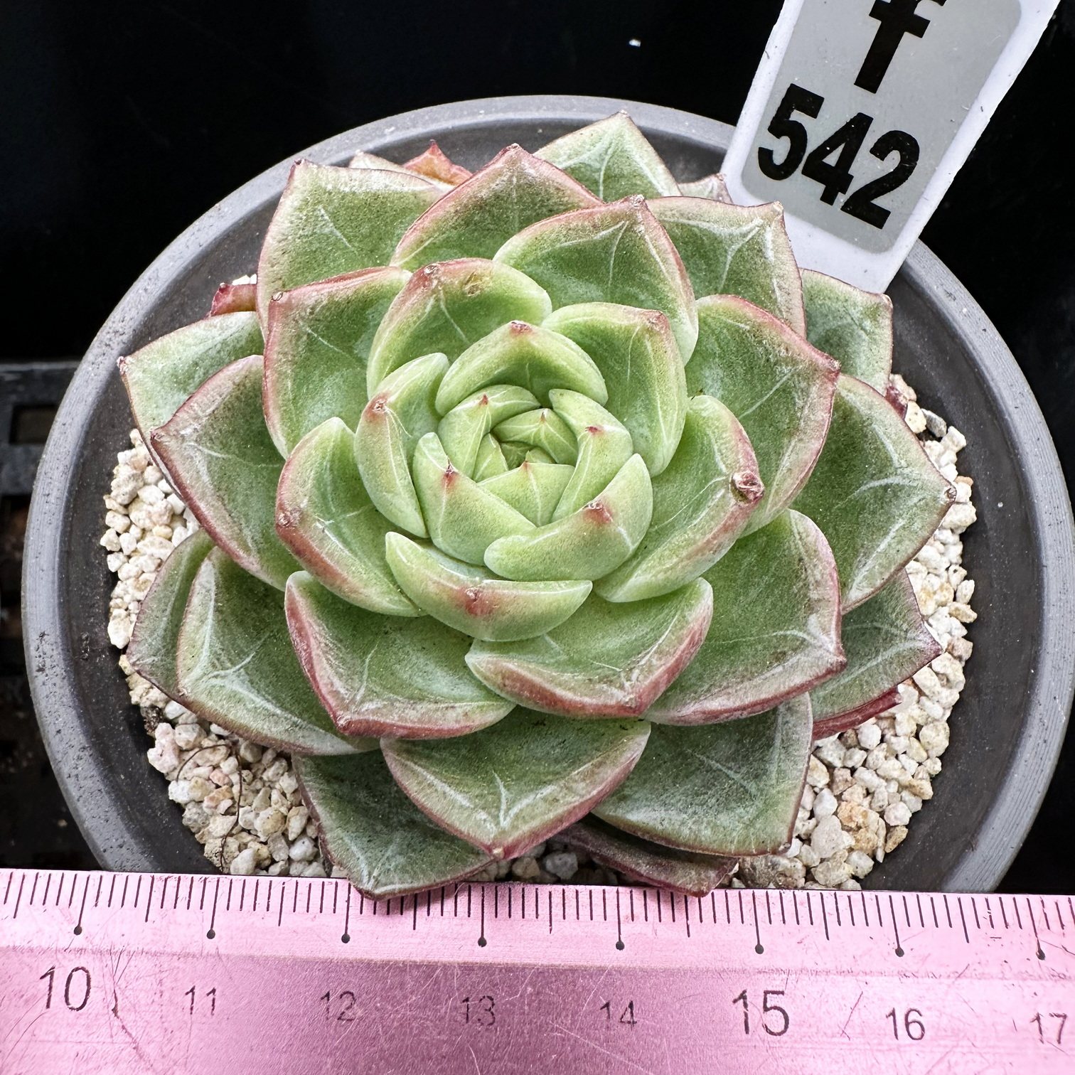 霓纱 钻石王老五 暗纹怪 肉肉多肉植物盆栽绿植新手花卉一物一拍