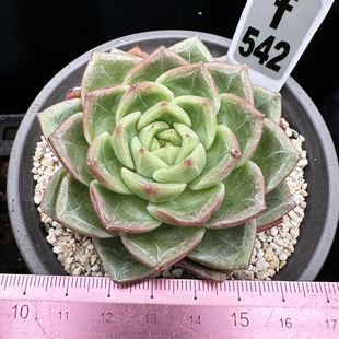 霓纱 钻石王老五 暗纹怪 肉肉多肉植物盆栽绿植新手花卉一物一拍