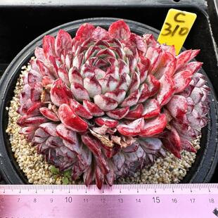 韩国莎罗姬牡丹 葵花宝典  超大边线多肉植物盆栽肉肉 一物一拍