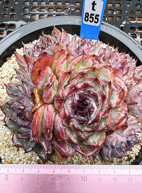 蓝色妖姬  暗纹肉肉多肉植物小盆栽绿植新手花卉一物一拍！12cm盆