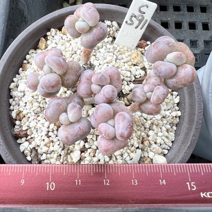 腰子蛋 老桩群不包整 肉肉多肉植物盆栽绿植新手花卉  一物一拍