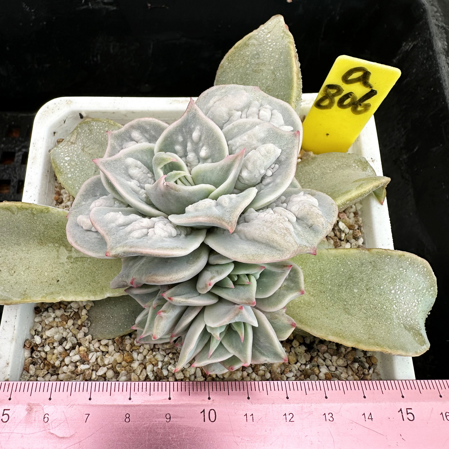 带疣饺子皮稀有多肉植物