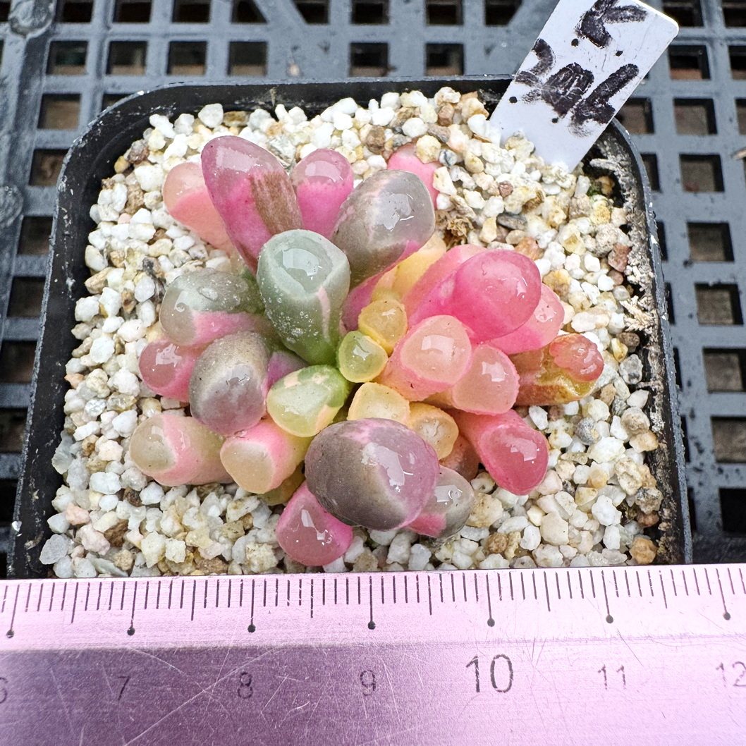 五十铃玉锦 带盆发 换盆土不包售后！肉肉多肉盆栽花卉一物一拍