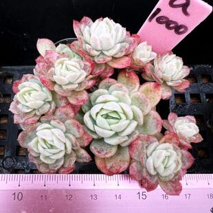 原始冰莓   日系多肉植物小盆栽绿植新手 一物一拍！带盆发不包整